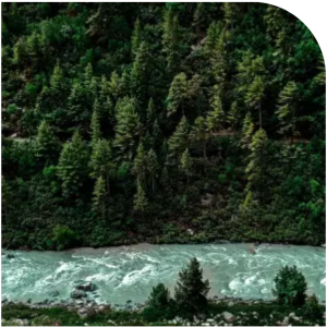 Monet Forest Conservation Carbon Offset